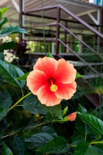 a close up of a red flower in a garden at Hotel Hacienda Santa Clara in Santa Rosa de Cabal