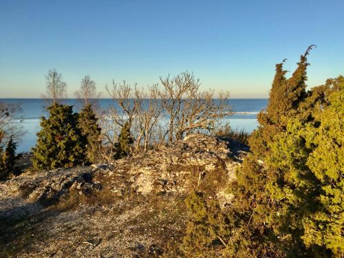 a view of the ocean from a hill with trees at Üügumetsa treehouse in Kallaste