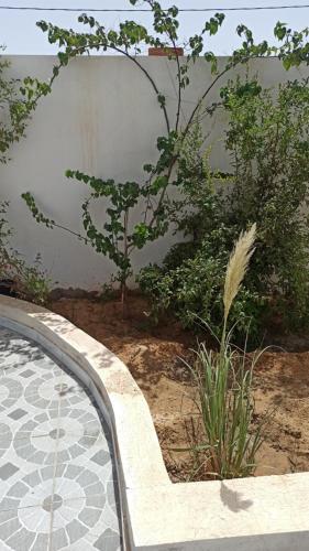 un giardino con una pianta accanto a un muro di Waneshouse دار الونس (Djerba) 