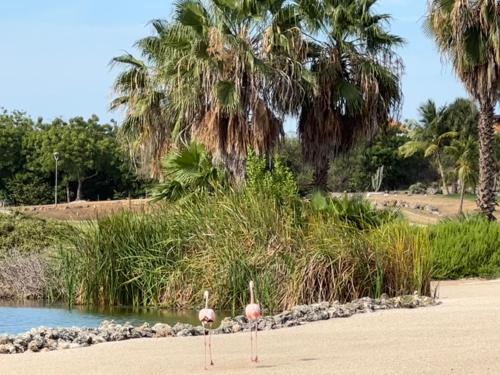 two flamingos standing on a beach with palm trees at Tip! Blue Bay Beachvilla 12 - Blue Bay Resort in Sint Michiel