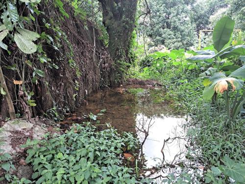 a small stream in the middle of a forest at Paradisíaco, piscina e churrasqueira em Guapimirim in Barreira