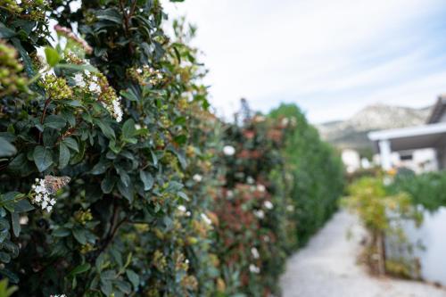 a row of bushes with flowers on a fence at Costa Bianca Villas in Koilás