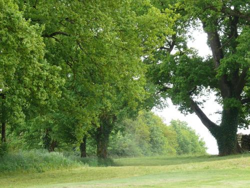 a group of trees in a grassy field at Gîtes à l'ombre des chênes in Châteauvieux