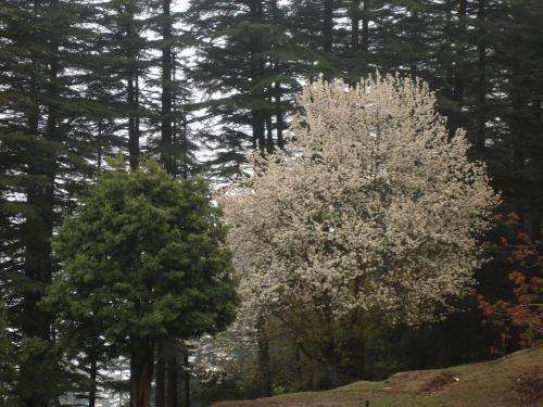 a tree with white flowers in a forest at Honeymoon Inn Mussoorie in Mussoorie