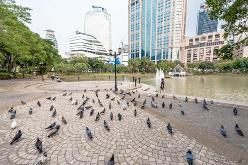 a group of birds standing on a sidewalk in a city at 41 Suite Bangkok in Bangkok