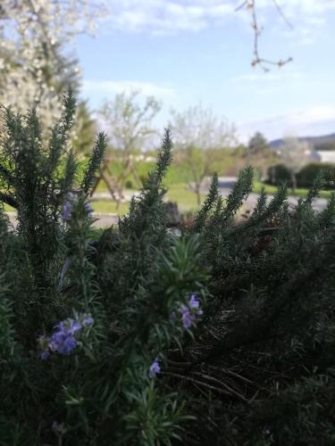 a bush with purple flowers in a park at Guest House Surina in Rupa