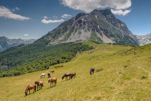 una manada de caballos pastando en una colina pastosa con una montaña en Vikendica Komovi, en Andrijevica