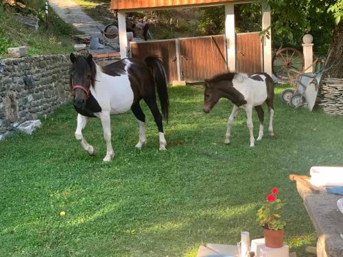 dos caballos parados en el césped en un patio en Vikendica Komovi, en Andrijevica