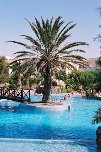 a palm tree in the middle of a swimming pool at Apartamentos Moguima in Roquetas de Mar