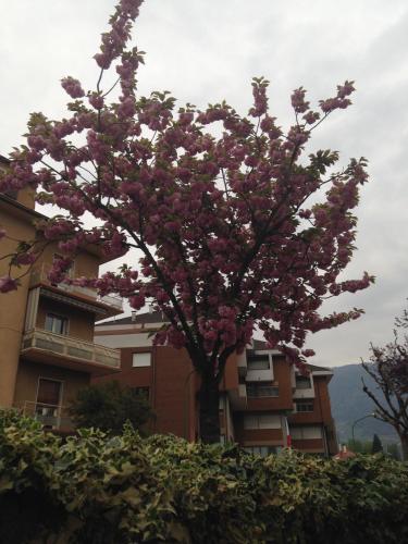 a tree with pink flowers in front of a building at Garni Villa Betty in Merano