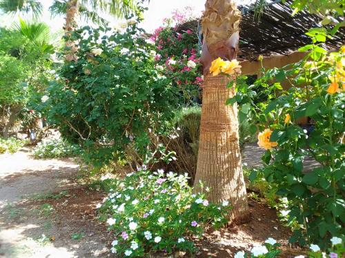 a palm tree in a garden with flowers at Auberge Bassou in Nkob