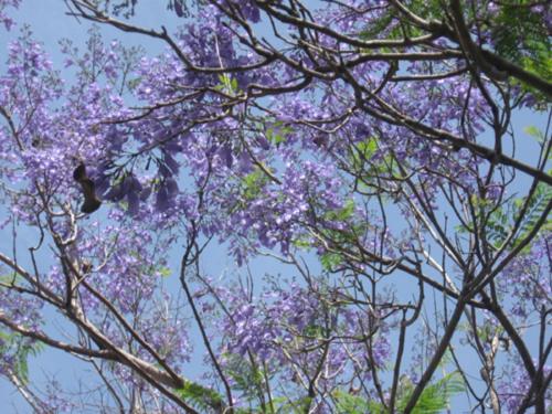 un pájaro posado sobre un árbol con flores púrpuras en Barud Gedera Israel, en Gedera