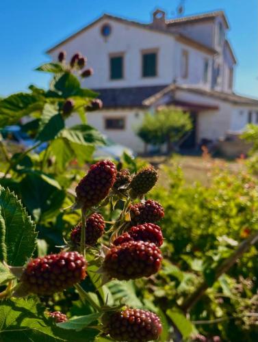 a bunch of berries on a plant with a house in the background at I Duchi Pellegrini in Santa Maria Nuova