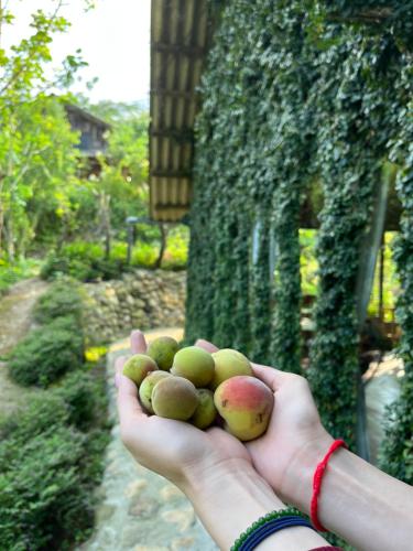 a person holding a handful of apples in their hand at H’nee House Ta Van in Sa Pa
