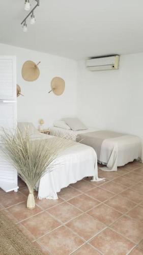 Cette chambre blanche dispose de deux lits et d'une plante au sol. dans l'établissement Maison Planier, havre de paix proche mer et centre, à Sausset-les-Pins