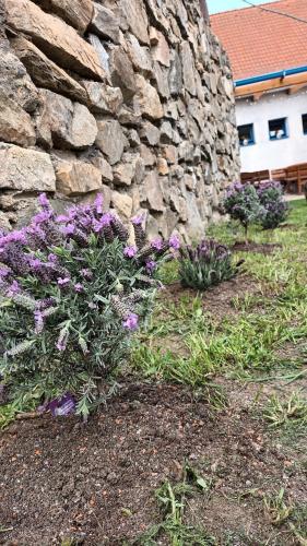 Ein Haufen lila Blumen neben einer Steinmauer in der Unterkunft Penzion u Karla 