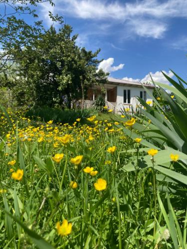a field of yellow flowers in front of a house at Mira House in Martvili