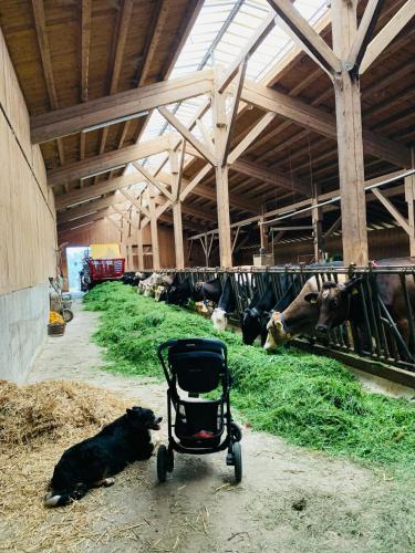 a black dog laying next to a stroller in a barn with cows at Zauscherhof in Wildermieming