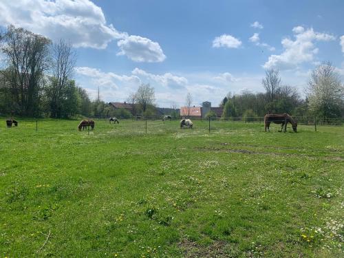 a group of horses grazing in a field of grass at Ferienhaus Spielburg in Altötting