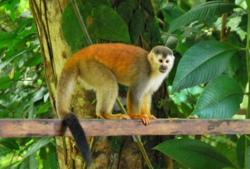 a squirrel monkey standing on a tree branch at Vista Verde House w/Pool & WiFi in Paquita