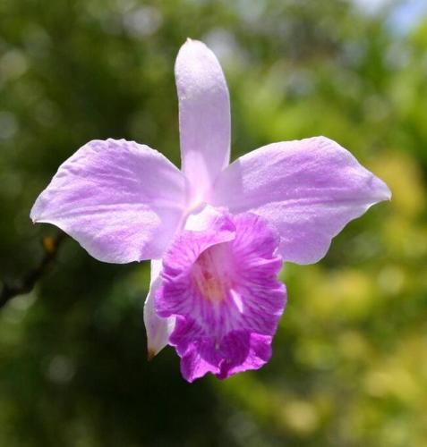 a purple flower is hanging from a tree at Vista Verde House w/Pool & WiFi in Paquita