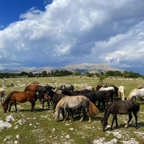 a herd of horses grazing in a field at Holiday Resort Zlatni Dol Mostar in Goranci