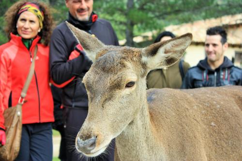 a group of people standing next to a deer at Casa el Escalerón in Uña