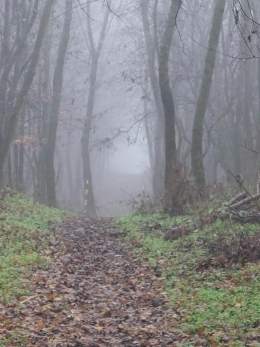 a path in a foggy forest with leaves on the ground at Villa Quality Wellness in Dozmat