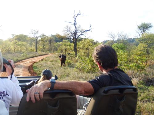 a man in the back of a truck looking at a cow in the road at NDZUTI BUSH CAMP in Balule Game Reserve