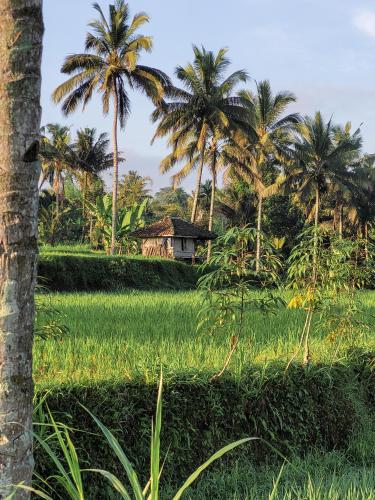 a field of grass with palm trees and a house at Les Rizieres Lombok - Tetebatu in Tetebatu