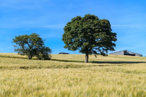 two trees in a field with a barn at Waenfechan Glamping with Hot Tubs in Colwyn Bay