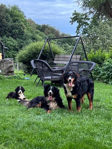 three dogs sitting in the grass next to a bench at Boutique Tourist Farm Hrovat in Frankolovo