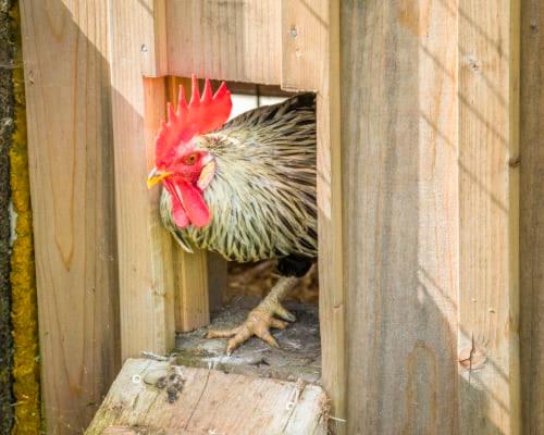 a chicken standing inside of a wooden coop at Unterwöhrlehen in Faistenau