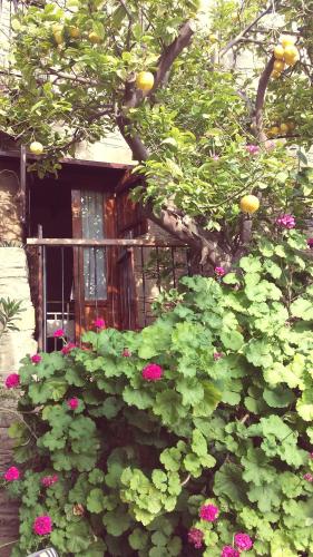 Vasilopoulos Houseにある庭