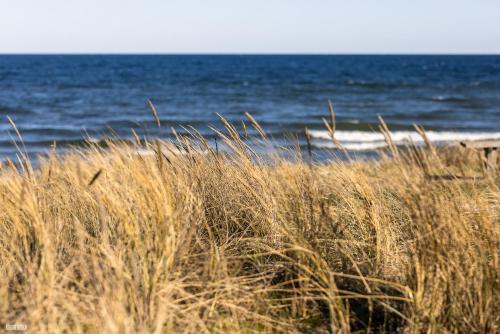 a field of tall grass next to the ocean at Liseleje Badehotel in Liseleje