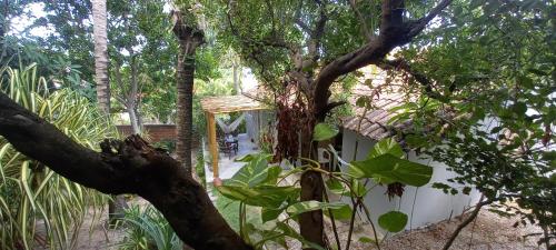 a tree in front of a white building at Stay Cool Pipa in Pipa