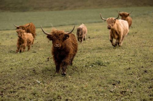 una manada de animales caminando en un campo en Schäferwagen Hygge nähe Reuss en Gisikon