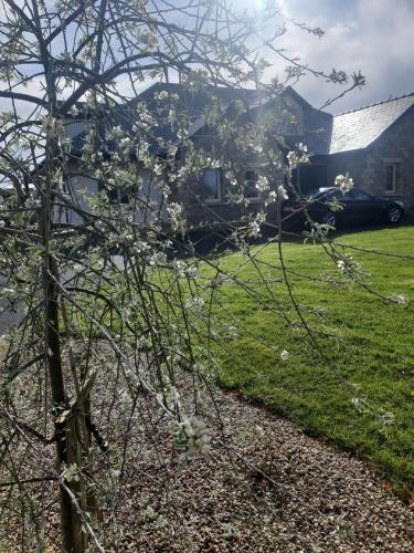 a tree with white flowers in front of a house at Killossy Lodge in Naas