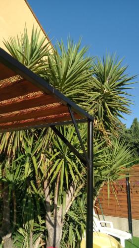 un groupe de palmiers à côté d'un bâtiment dans l'établissement Villa lilousa, à Le Soler