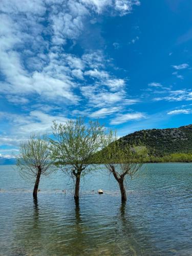 two trees standing in the water on a lake at Lakeview Apartments Jolicic in Virpazar