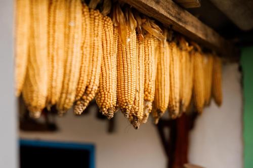 a bunch of bunches of corn hanging from a ceiling at Pensiunea Doina și Ion in Mileştii Mici