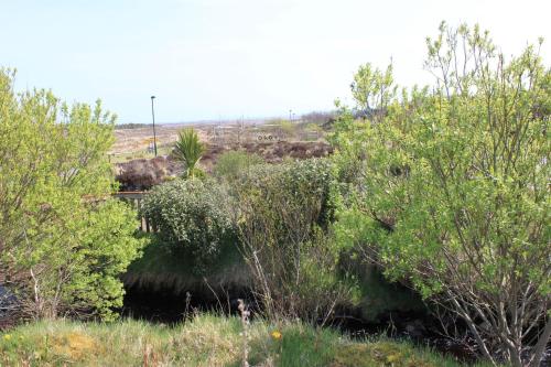 a group of trees and bushes in a field at Newmarket in Stornoway