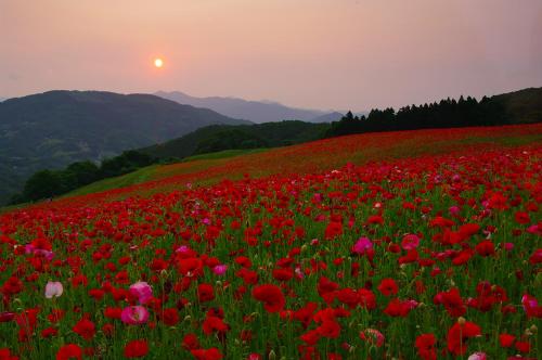Φυσικό τοπίο κοντά σε αυτό το ryokan