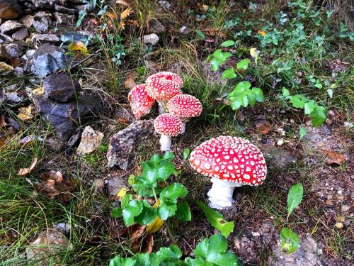 a group of red and white mushrooms in the grass at Dwarfs cabin overlooking Julian Alps near Bled in Jesenice