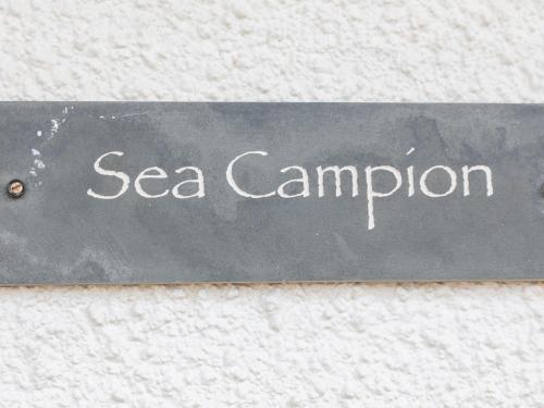 Sea Campion – Photos 2