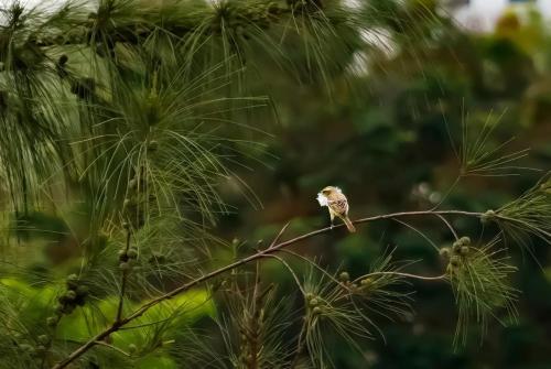 a small bird perched on a tree branch at COBI’s Home in Cam Lâm