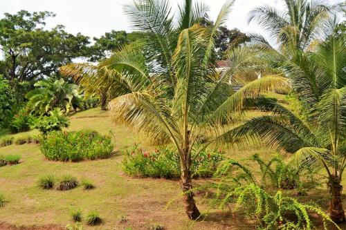 a group of palm trees in a field at Nathylodge in Bocas del Toro