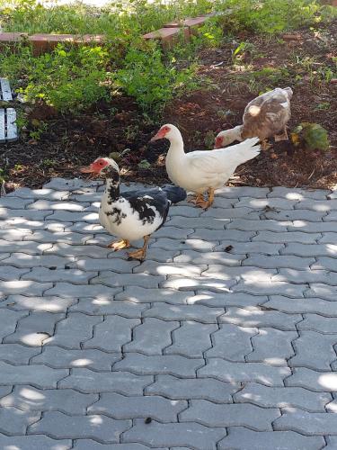 a group of ducks standing on a brick walkway at Quinta da Choupana in Tomar