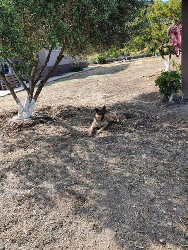 a dog laying on the ground next to a tree at Ήσυχη μονοκατοικία κοντά στη θάλασσα!!! in Polichnítos