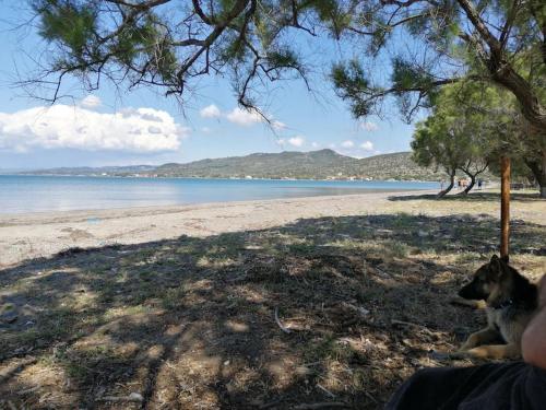 a dog laying under a tree on a beach at Ήσυχη μονοκατοικία κοντά στη θάλασσα!!! in Polichnítos
